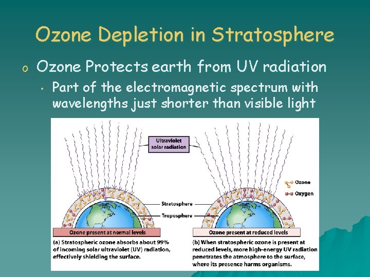 Ozone Depletion in Stratosphere o Ozone Protects earth from UV radiation • Part of