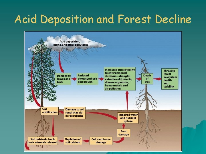 Acid Deposition and Forest Decline 