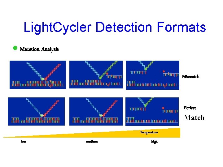 Light. Cycler Detection Formats l Mutation Analysis Mismatch Perfect Match Temperature low medium high
