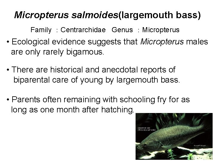 Micropterus salmoides(largemouth bass) Family ：Centrarchidae Genus ：Micropterus • Ecological evidence suggests that Micropterus males