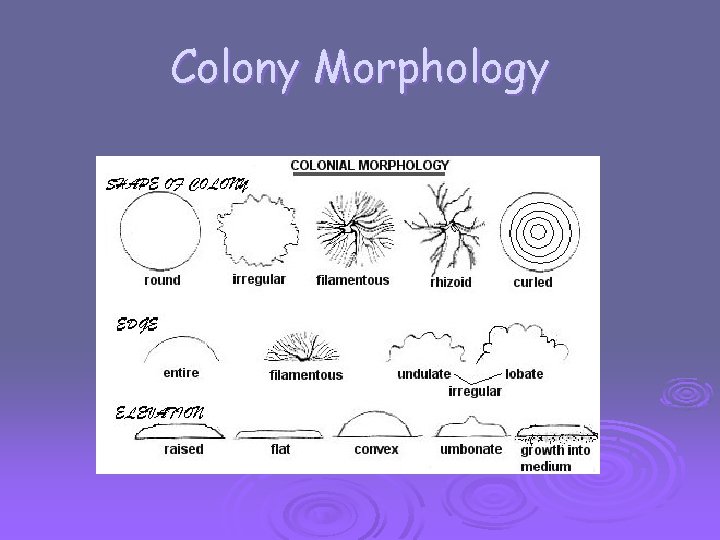 Colony Morphology 