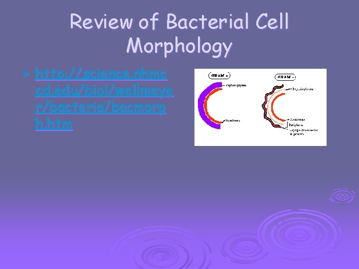 Review of Bacterial Cell Morphology Ø http: //science. nhmc cd. edu/biol/wellmeye r/bacteria/bacmorp h. htm
