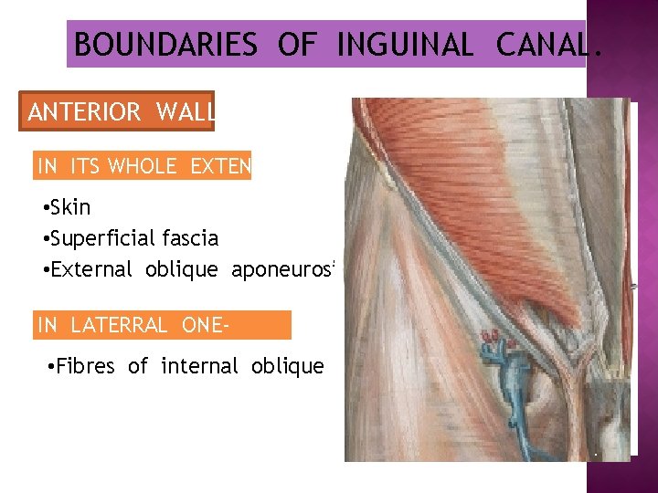 BOUNDARIES OF INGUINAL CANAL. ANTERIOR WALL IN ITS WHOLE EXTENT • Skin • Superficial