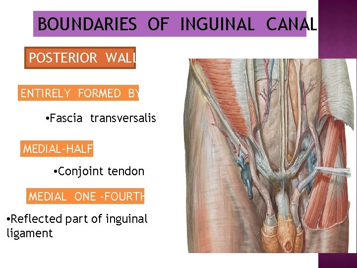 BOUNDARIES OF INGUINAL CANAL POSTERIOR WALL ENTIRELY FORMED BY • Fascia transversalis MEDIAL-HALF •