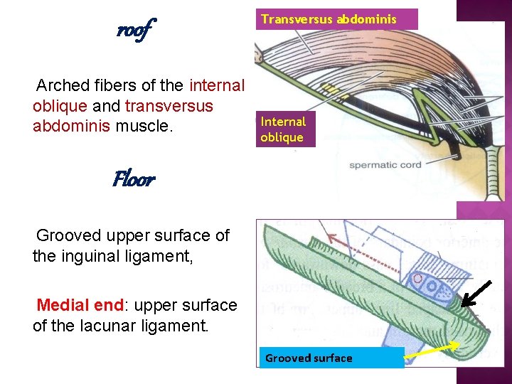 roof Arched fibers of the internal oblique and transversus abdominis muscle. Transversus abdominis Internal