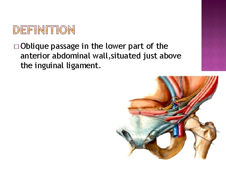 � Oblique passage in the lower part of the anterior abdominal wall, situated just