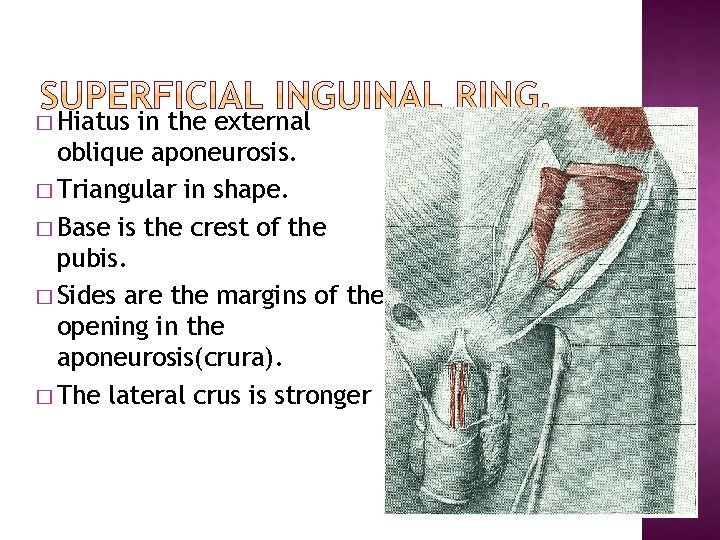 � Hiatus in the external oblique aponeurosis. � Triangular in shape. � Base is