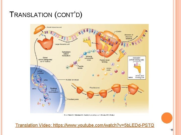 TRANSLATION (CONT’D) Translation Video: https: //www. youtube. com/watch? v=5 b. LEDd-PSTQ 15 