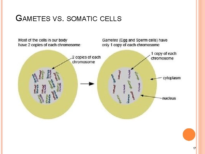 GAMETES VS. SOMATIC CELLS 17 