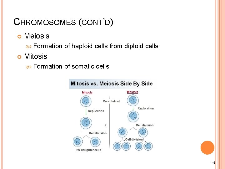 CHROMOSOMES (CONT’D) Meiosis Formation of haploid cells from diploid cells Mitosis Formation of somatic