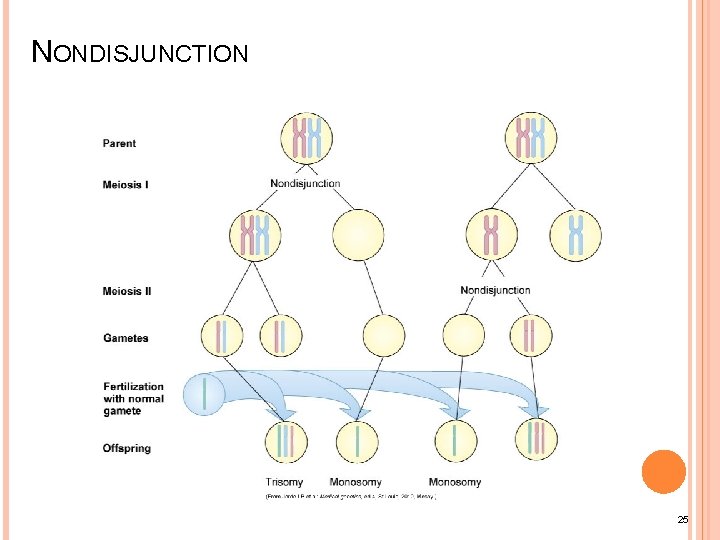 NONDISJUNCTION 25 