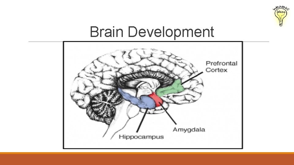 Brain Development 
