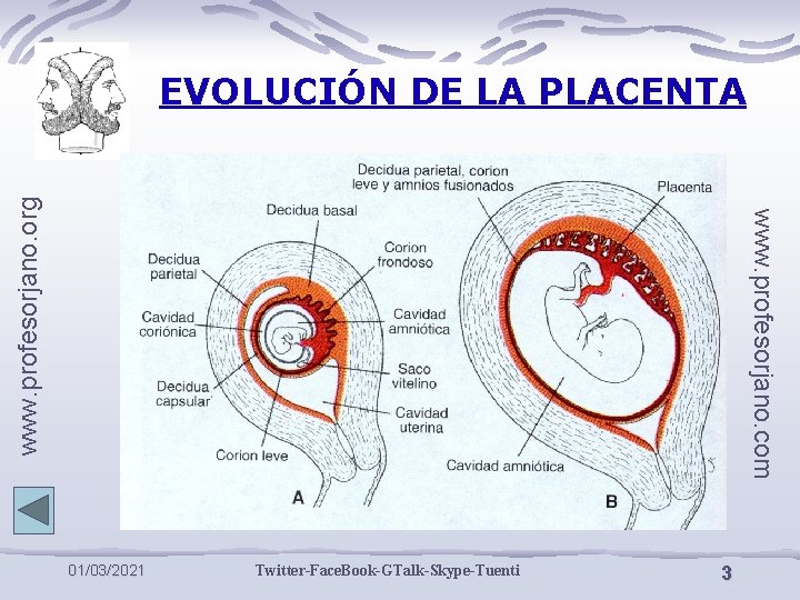 www. profesorjano. com www. profesorjano. org EVOLUCIÓN DE LA PLACENTA 01/03/2021 Twitter-Face. Book-GTalk-Skype-Tuenti 3