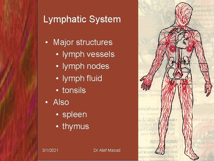 Lymphatic System • Major structures • lymph vessels • lymph nodes • lymph fluid
