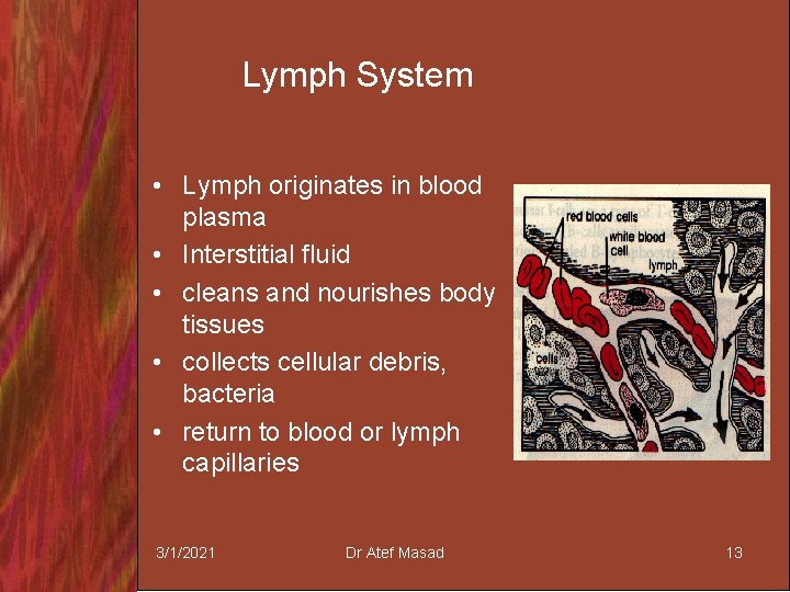 Lymph System • Lymph originates in blood plasma • Interstitial fluid • cleans and