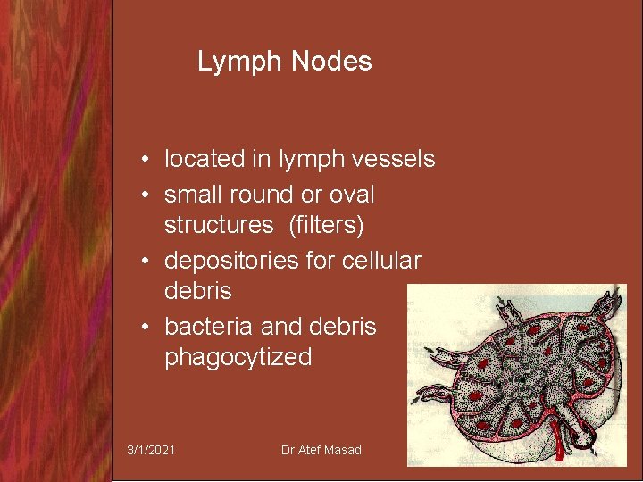 Lymph Nodes • located in lymph vessels • small round or oval structures (filters)