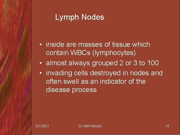 Lymph Nodes • inside are masses of tissue which contain WBCs (lymphocytes) • almost