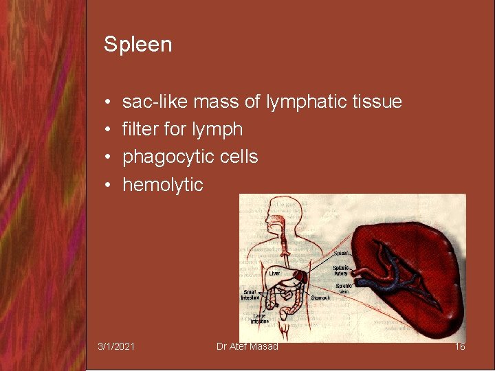 Spleen • • sac-like mass of lymphatic tissue filter for lymph phagocytic cells hemolytic