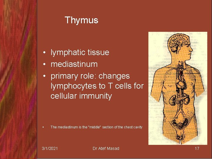 Thymus • lymphatic tissue • mediastinum • primary role: changes lymphocytes to T cells