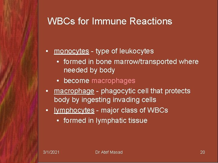 WBCs for Immune Reactions • monocytes - type of leukocytes • formed in bone