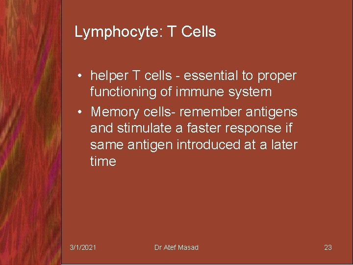 Lymphocyte: T Cells • helper T cells - essential to proper functioning of immune
