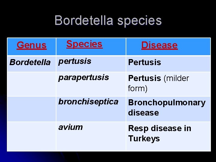 Bordetella species Genus Species Bordetella pertusis Disease Pertusis parapertusis Pertusis (milder form) bronchiseptica Bronchopulmonary Bordetella species Genus Species Bordetella pertusis Disease Pertusis parapertusis Pertusis (milder form) bronchiseptica Bronchopulmonary