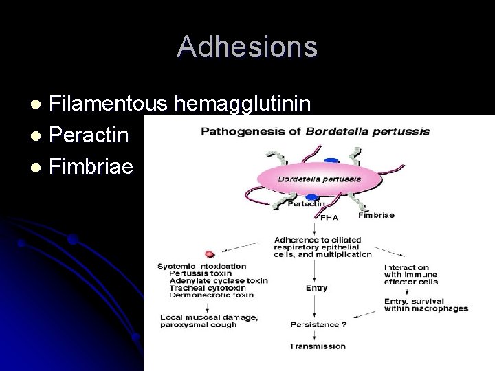 Adhesions Filamentous hemagglutinin l Peractin l Fimbriae l Adhesions Filamentous hemagglutinin l Peractin l Fimbriae l