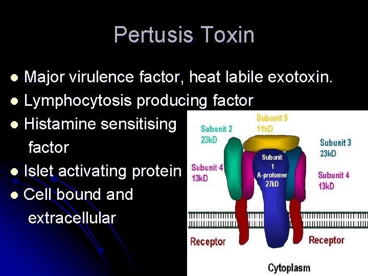 Pertusis Toxin Major virulence factor, heat labile exotoxin. l Lymphocytosis producing factor l Histamine Pertusis Toxin Major virulence factor, heat labile exotoxin. l Lymphocytosis producing factor l Histamine