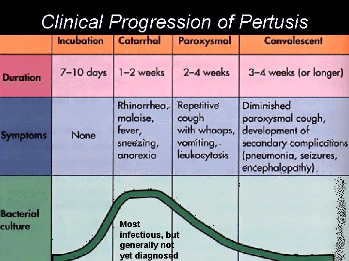 Clinical Progression of Pertusis Most infectious, but generally not yet diagnosed Clinical Progression of Pertusis Most infectious, but generally not yet diagnosed