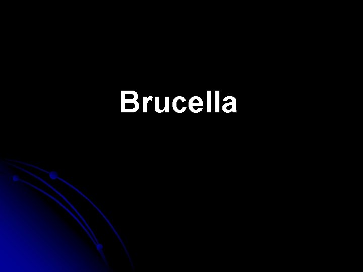 Brucella Brucella