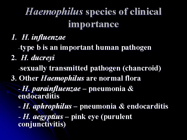Haemophilus species of clinical importance 1. H. influenzae -type b is an important human Haemophilus species of clinical importance 1. H. influenzae -type b is an important human