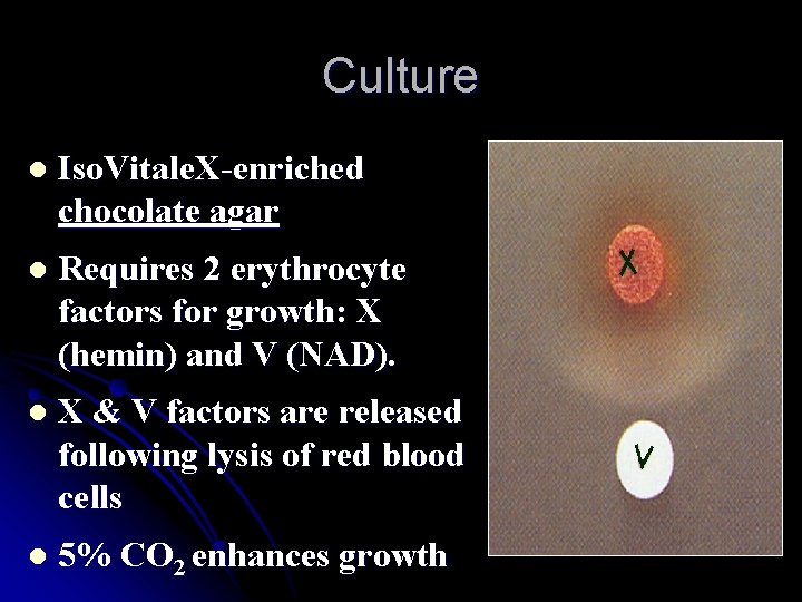 Culture l Iso. Vitale. X-enriched chocolate agar l Requires 2 erythrocyte factors for growth: Culture l Iso. Vitale. X-enriched chocolate agar l Requires 2 erythrocyte factors for growth: