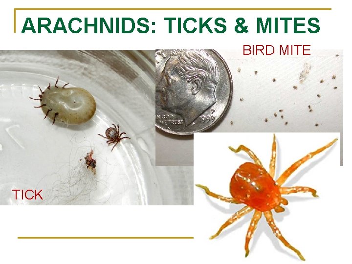 ARACHNIDS: TICKS & MITES BIRD MITE TICK 