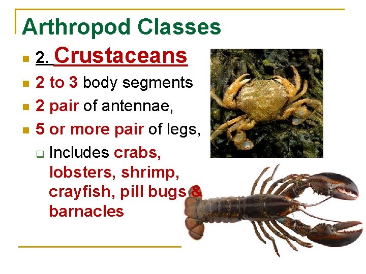 Arthropod Classes n 2. Crustaceans n n n 2 to 3 body segments 2