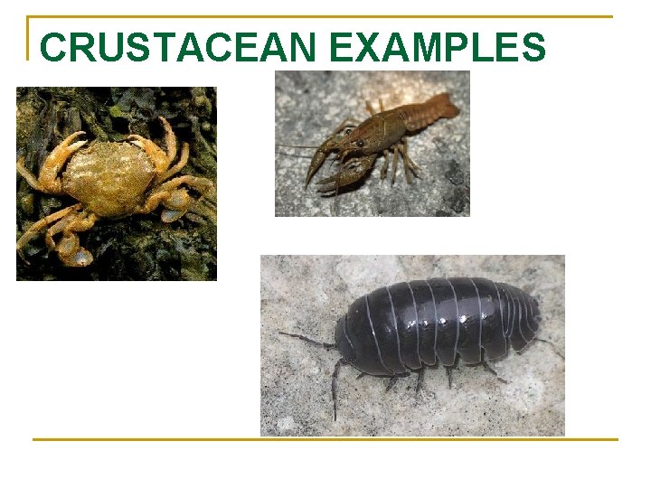 CRUSTACEAN EXAMPLES 