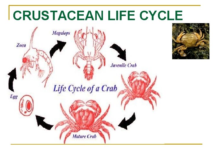 CRUSTACEAN LIFE CYCLE 