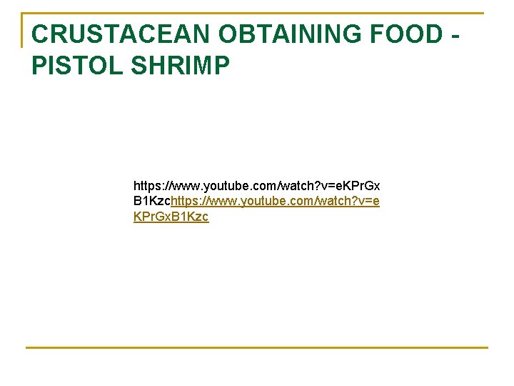 CRUSTACEAN OBTAINING FOOD PISTOL SHRIMP https: //www. youtube. com/watch? v=e. KPr. Gx B 1