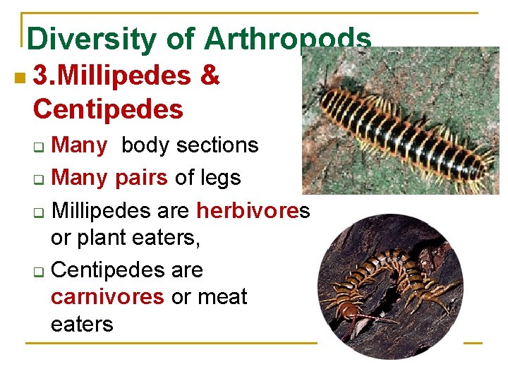 Diversity of Arthropods n 3. Millipedes & Centipedes Many body sections q Many pairs