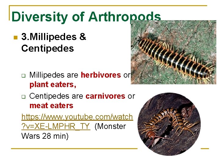 Diversity of Arthropods n 3. Millipedes & Centipedes Millipedes are herbivores or plant eaters,