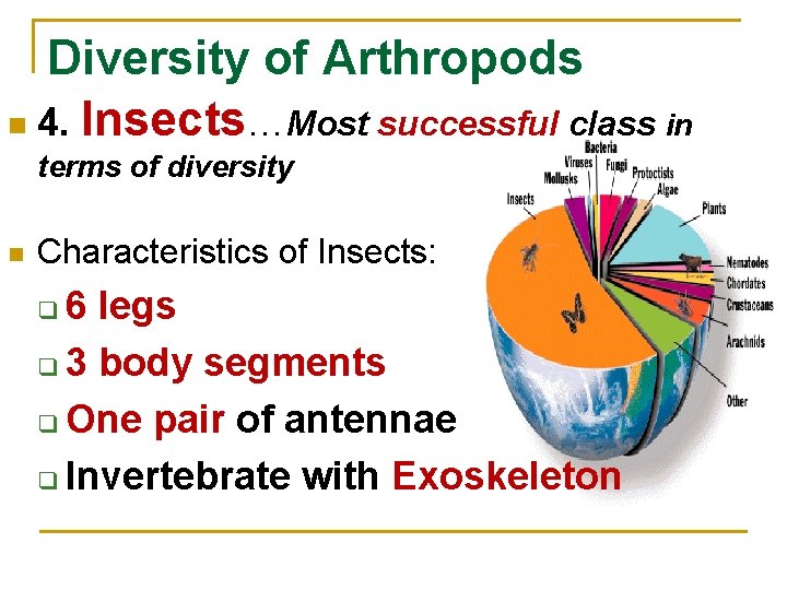 Diversity of Arthropods n 4. Insects…Most successful class in terms of diversity n Characteristics