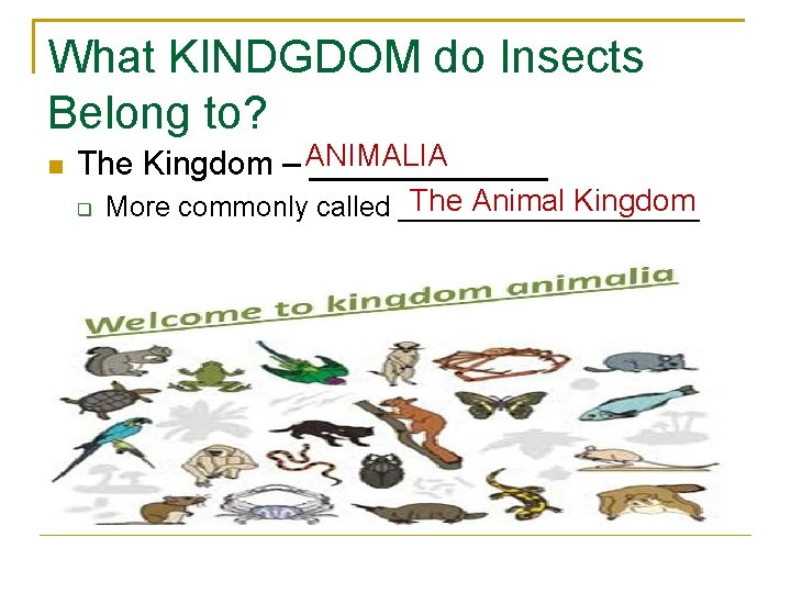 What KINDGDOM do Insects Belong to? n The Kingdom – ANIMALIA _______ q The