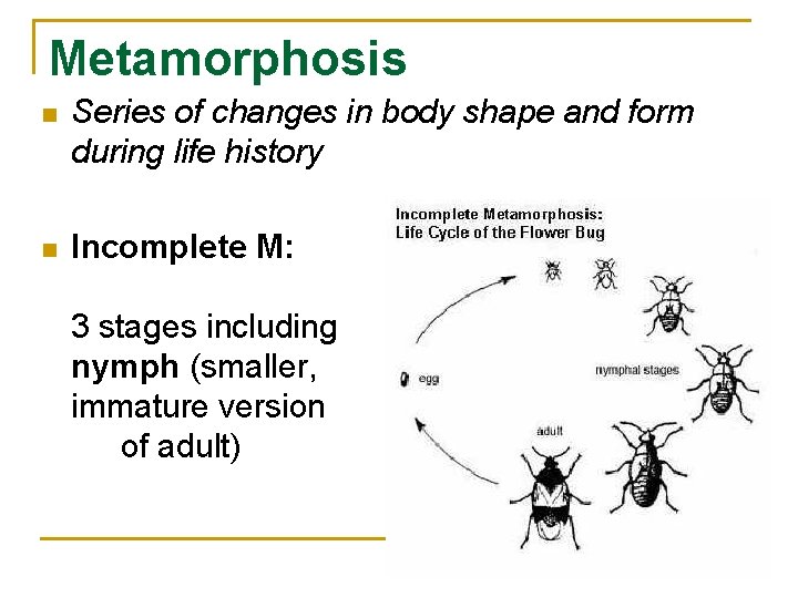 Metamorphosis n Series of changes in body shape and form during life history n