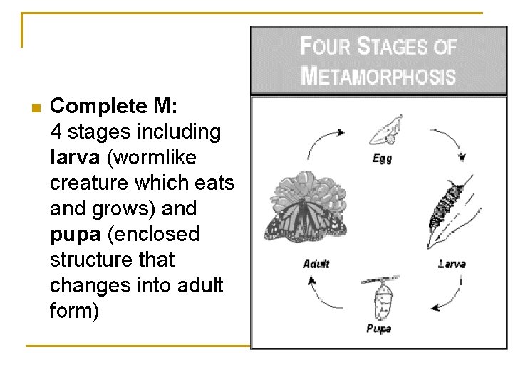 n Complete M: 4 stages including larva (wormlike creature which eats and grows) and