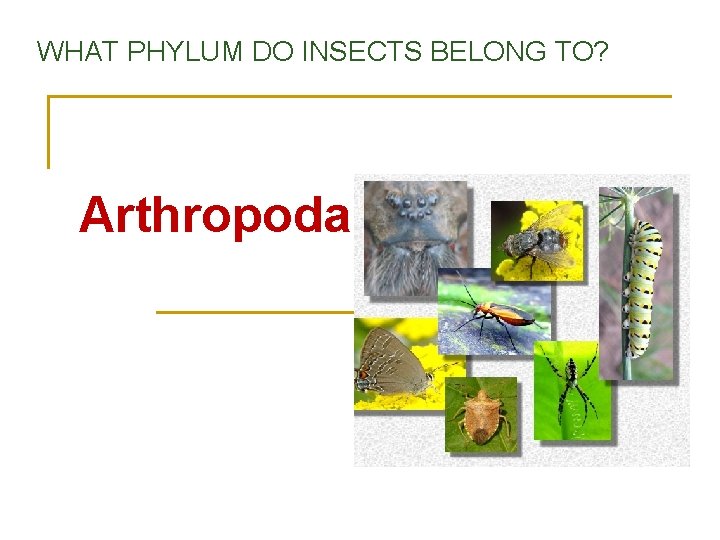 WHAT PHYLUM DO INSECTS BELONG TO? Arthropoda 