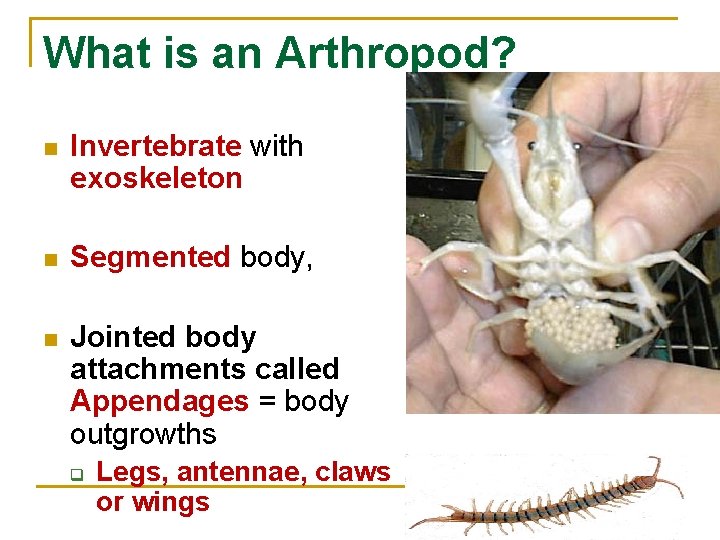 What is an Arthropod? n Invertebrate with exoskeleton n Segmented body, n Jointed body