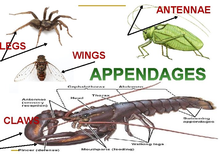 ANTENNAE LEGS CLAWS WINGS 
