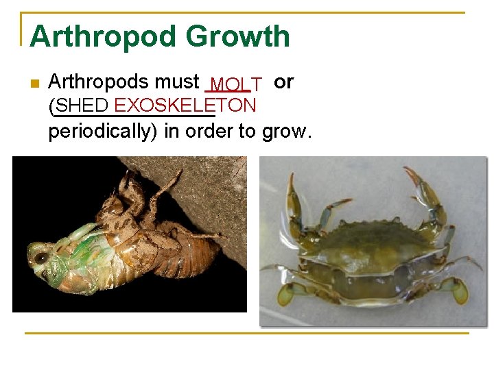 Arthropod Growth n Arthropods must ____ MOLT or SHED EXOSKELETON (_______ periodically) in order