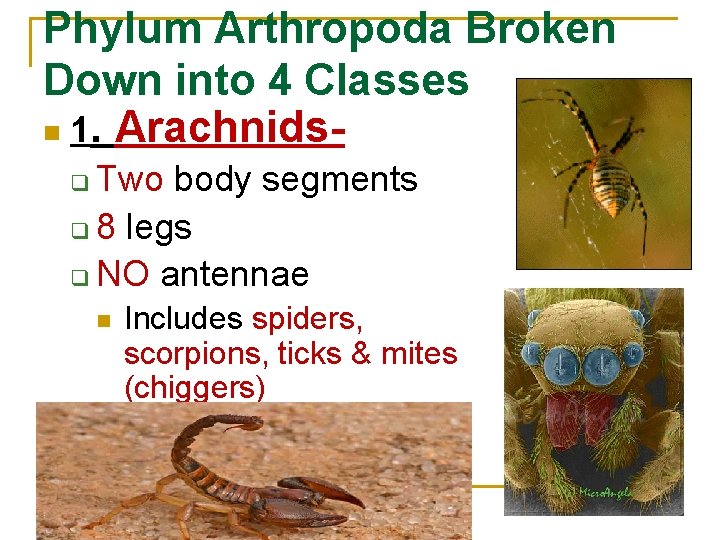 Phylum Arthropoda Broken Down into 4 Classes n 1. Arachnids. Two body segments q