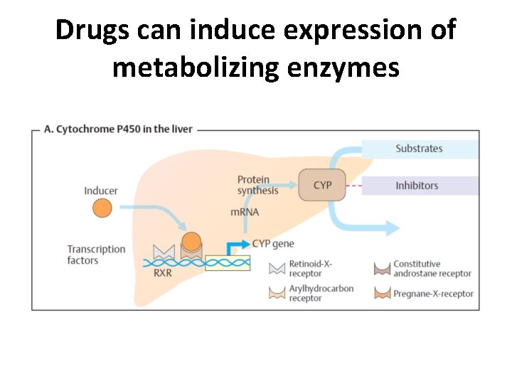 Drugs can induce expression of metabolizing enzymes 