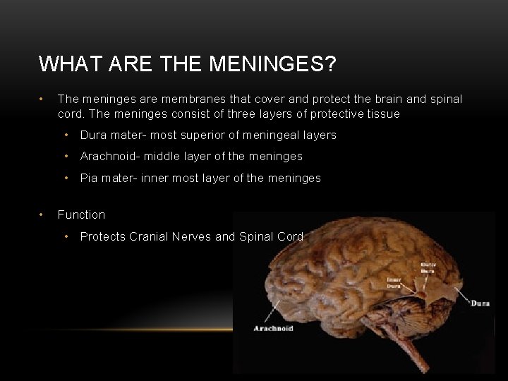 WHAT ARE THE MENINGES? • The meninges are membranes that cover and protect the